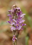 Paarse Sspergeorchis (Limodorum abortivum) - Violet Limodore