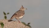 Kuifleeuwerik (Crested Lark)