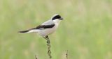 Kleine Klapekster (Lesser Grey Shrike)