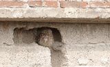 Steenuil (Little Owl)