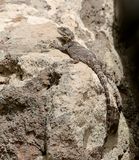 Hardoen (Starred Agama)