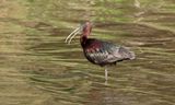 Zwarte Ibis (Glossy Ibis)