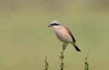 Grauwe Klauwier (Red-backed Shrike)