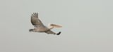 Kroeskoppelikaan (Dalmatian Pelican)