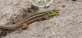 Reuzensmaragdhagedis (Balkan Green Lizard)