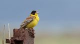 Zwartkopgors (Black-headed Bunting)