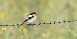 Roodkopklauwier (Woodchat Shrike)