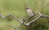 Grauwe Klauwier (Red-backed Shrike)