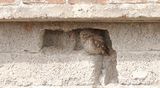 Steenuil (Little Owl)