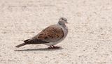 Zomertortel (Turtle Dove)