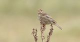 Grauwe Gors (Corn Bunting)