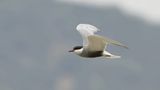 Witwangstern (Whiskered Tern)