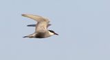 Witwangstern (Whiskered Tern)