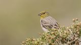 Smyrnagors (Cinereous Bunting)