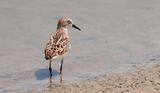 Kleine Strandloper (Little Stint)