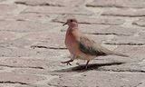 Palmtortel (Laughing Dove)