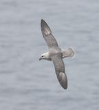 Noordse Stormvogel (Northern Fulmar)