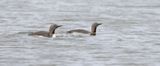 Roodkeelduiker (Red-throated Diver)