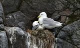 Drieteenmeeuwen (Black-legged Kittiwakes)