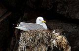 Drieteenmeeuw (Black-legged Kittiwake)