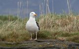 Grote Mantelmeeuw (Great Black-backed Gull)