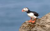 Papegaaiduiker (Atlantic Puffin)