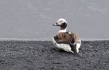IJseend (Long-tailed Duck)
