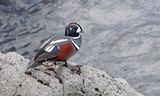 Harlekijneend (Harlequin Duck)