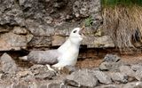 Noordse Stormvogel (Northern Fulmar)