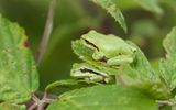Europese Boomkikker (European Tree frog)