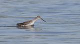 Zwarte Ruiter (Spotted Redshank)