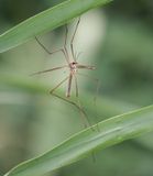Weidelangpootmug (Tipula paludosa)