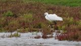 Kleine Zilverreiger (Little Egret)