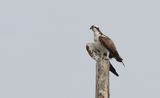 Visarend (Western Osprey)