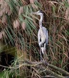 Blauwe Reiger (Grey Heron)