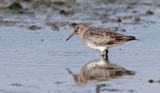 Paarse Strandloper (Purple Sandpiper)