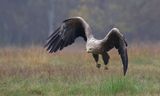 Zeearend (White-tailed Eagle)