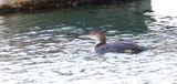 IJsduiker (Great Northern Diver)