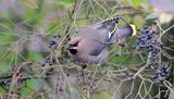 Pestvogel (Bohemian Waxwing)