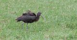 Zwarte Ibis (Glossy Ibis)