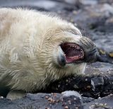 Grijze Zeehond (Grey Seal)