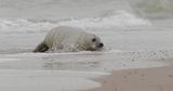 Grijze Zeehond (Grey Seal)