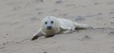 Grijze Zeehond (Grey Seal)