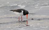 Scholekster (Eurasian Oystercatcher)