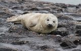 Grijze Zeehond (Grey Seal)