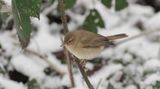 Tjiftjaf (Common Chiffchaff)