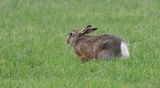 Haas (Hare)