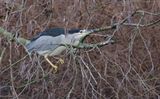 Kwak (Black-crowned Night Heron)