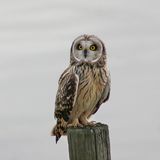 Velduil (Short-eared Owl)