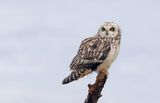 Velduil (Short-eared Owl)